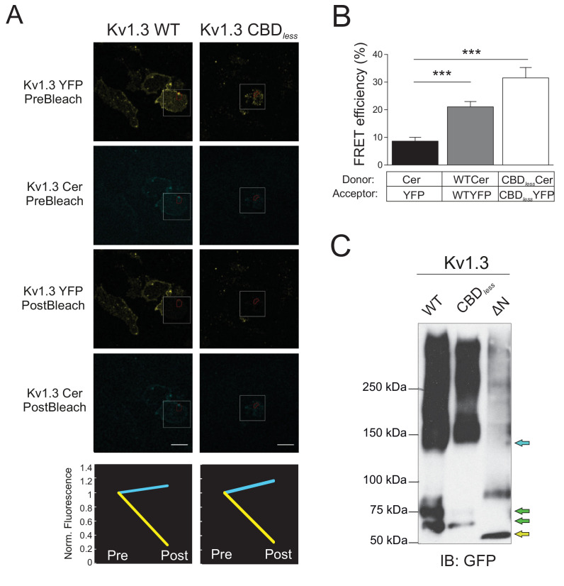 PMC8248986 – fig1s2