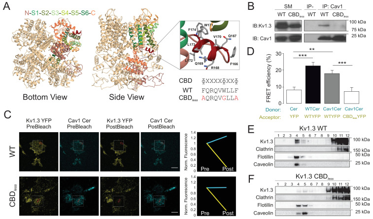 PMC8248986 – fig1