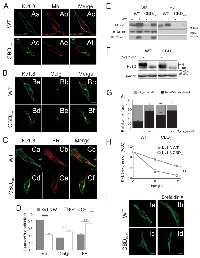 PMC8248986 – fig2