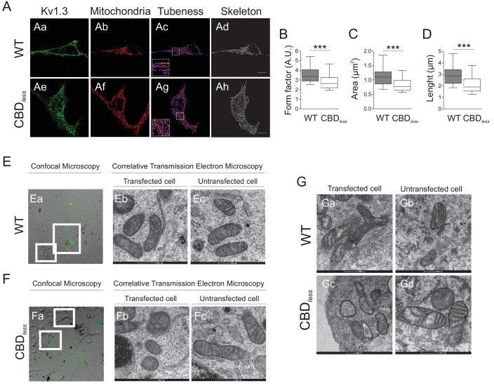 PMC8248986 – fig4