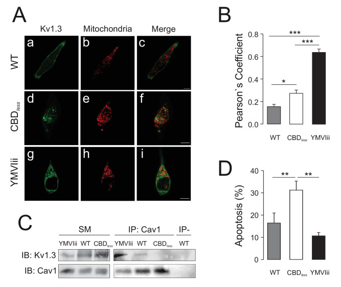 PMC8248986 – fig6s2