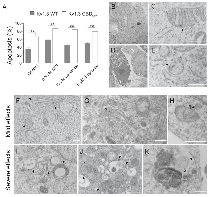 PMC8248986 – fig6