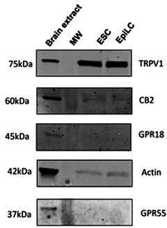 PMC10752584 – sa3fig1