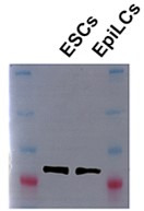 PMC10752584 – sa3fig2