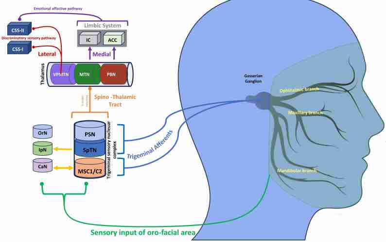 PMC12738272 – S3.F1