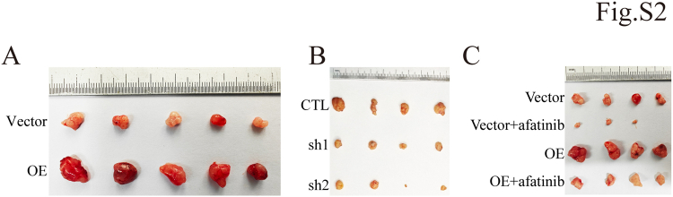 PMC12269609 – dfig2