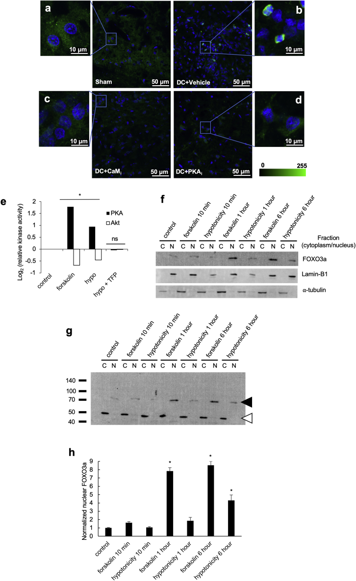 PMC7242911 – figs3