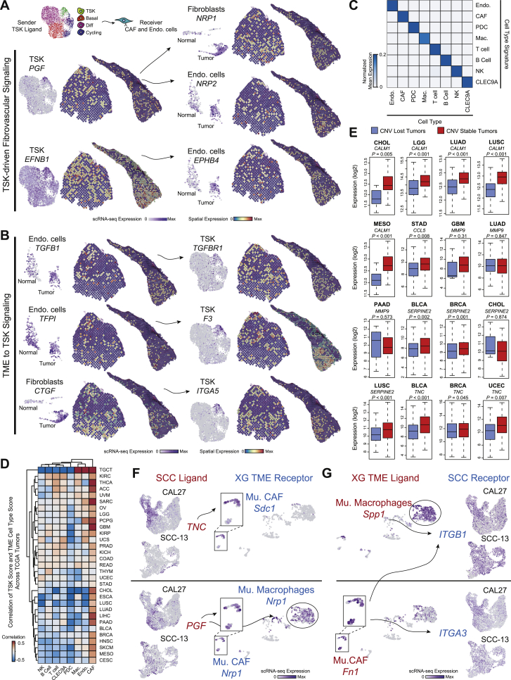 PMC7391009 – figs6