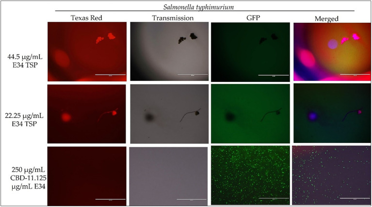 PMC10028193 – fig6