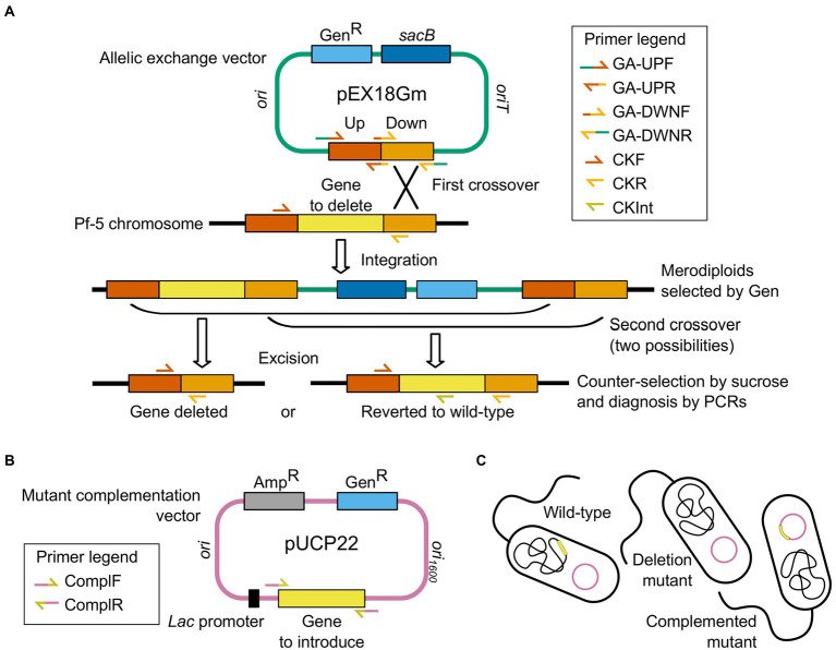 PMC9395707 – fig1