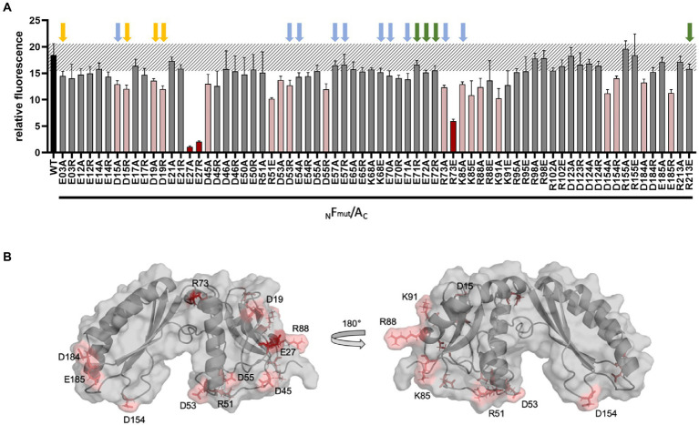 PMC9372576 – fig5