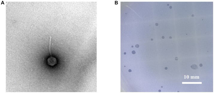 PMC10237291 – fig1