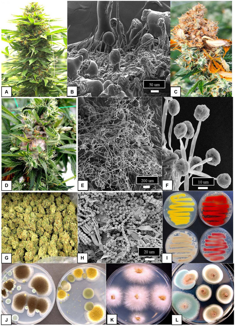 PMC10620813 – fig2