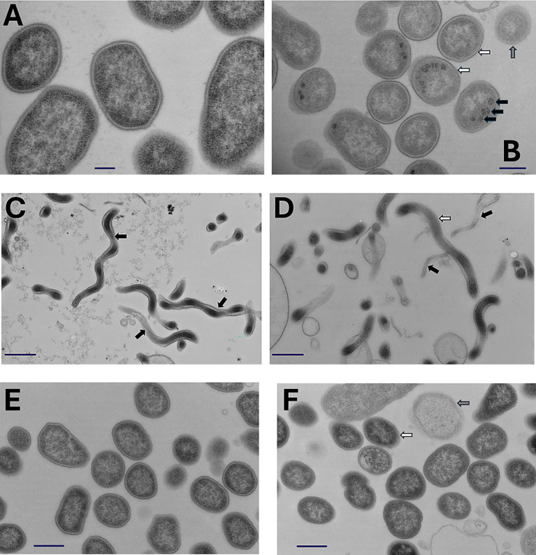 PMC12812963 – fig4