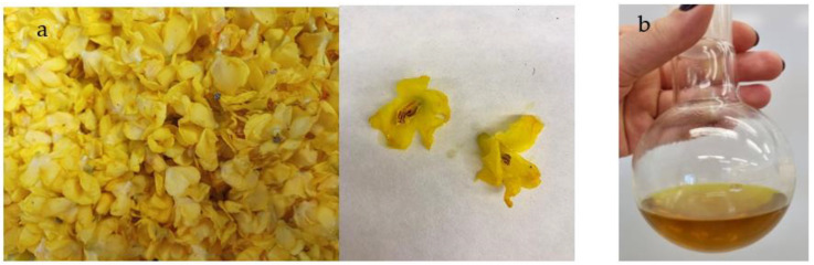 PMC10297054 – foods-12-02391-f001