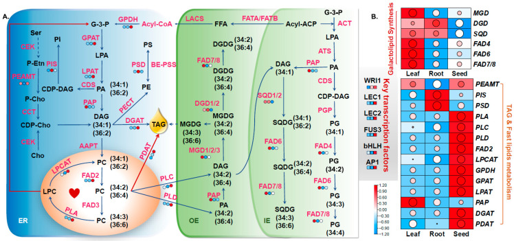PMC12385353 – foods-14-02809-f003