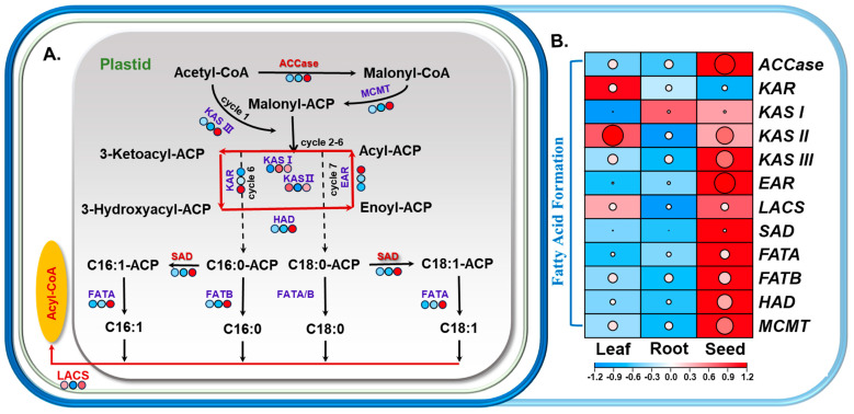 PMC12385353 – foods-14-02809-f004