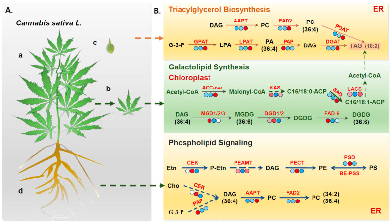 PMC12385353 – foods-14-02809-f007