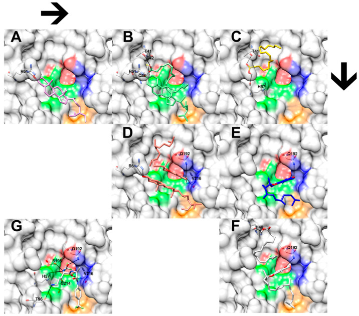 PMC12607487 – foods-14-03739-f004