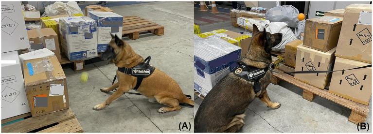 PMC11137163 – fig3