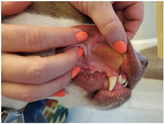 PMC11667118 – fig1