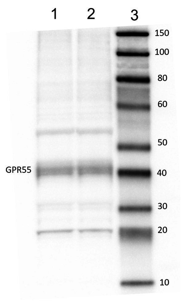 PMC12699270 – fig2