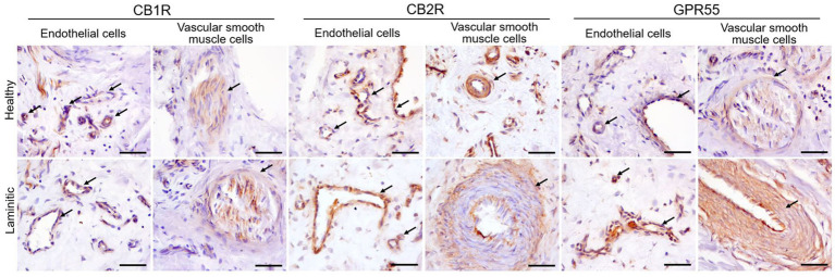 PMC12699270 – fig3
