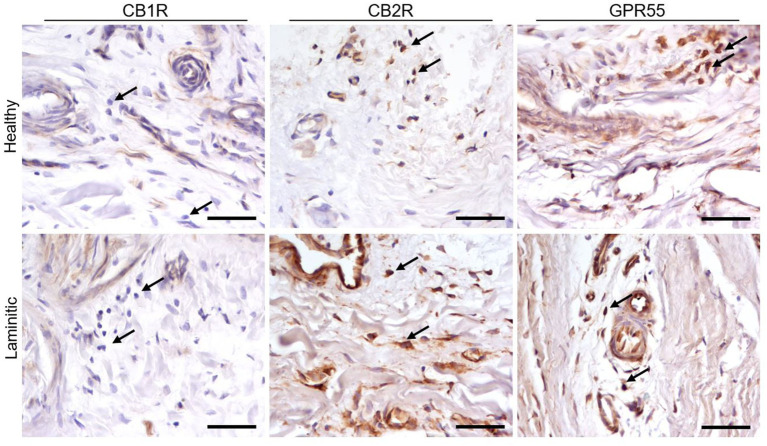 PMC12699270 – fig4