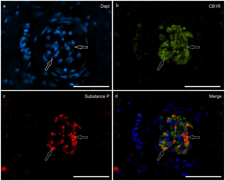 PMC12699270 – fig5
