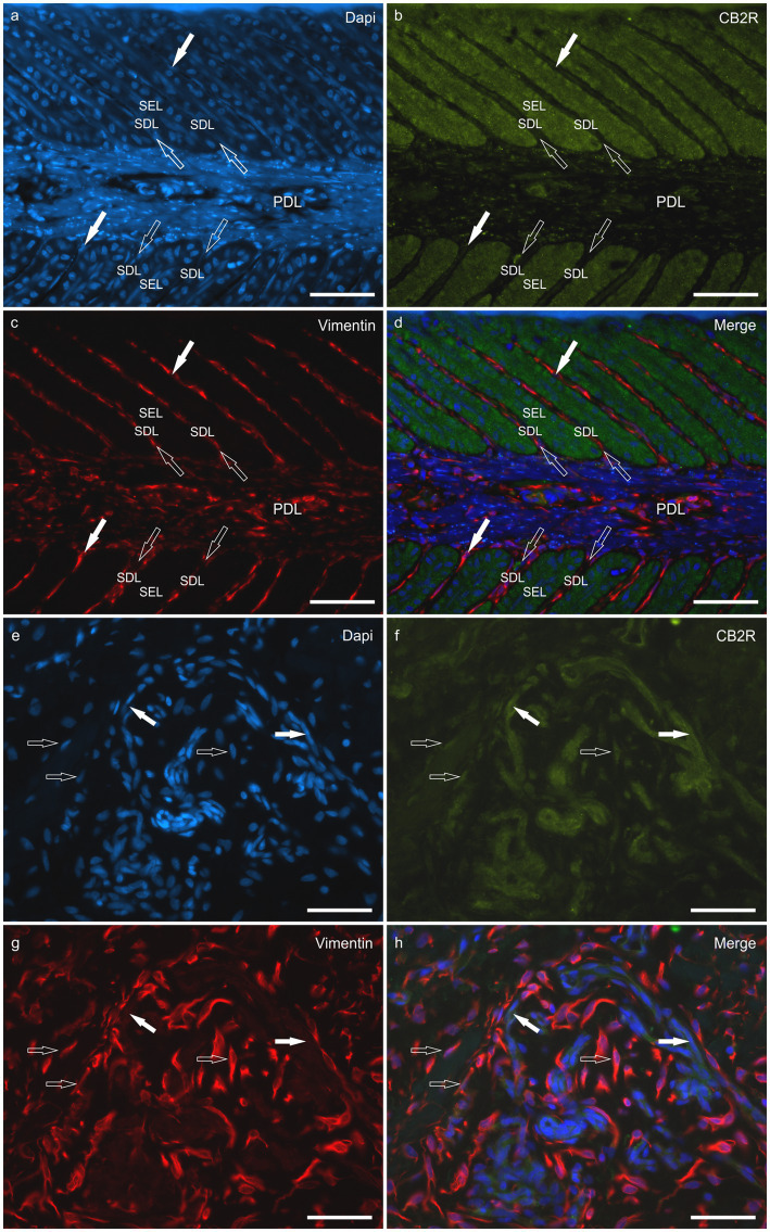 PMC12699270 – fig6