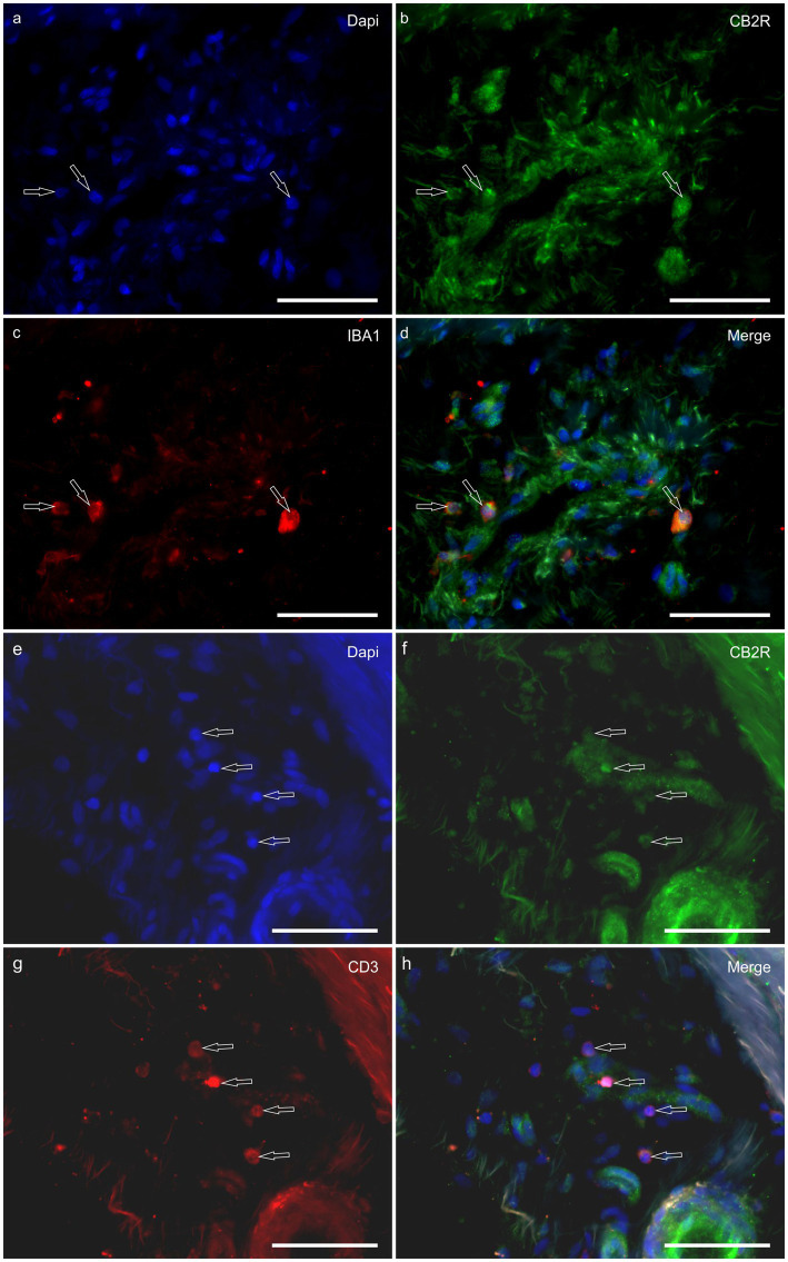 PMC12699270 – fig7