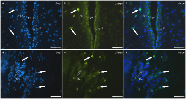 PMC12699270 – fig9