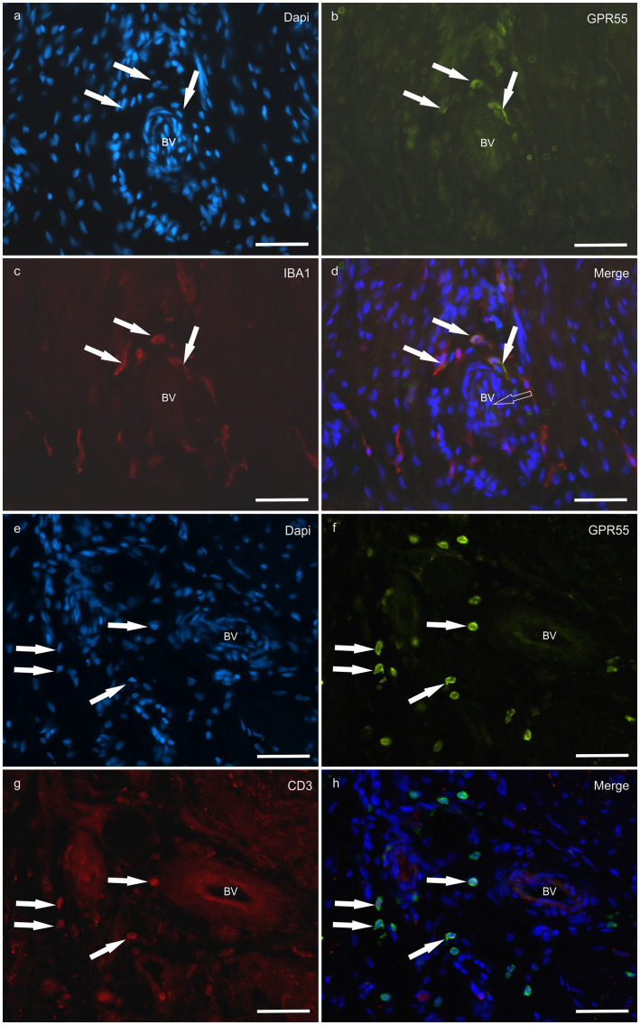 PMC12699270 – fig10