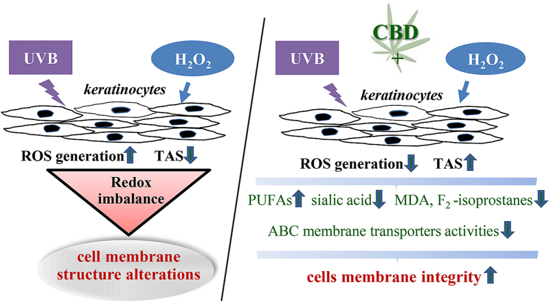PMC7327251 – undfig1