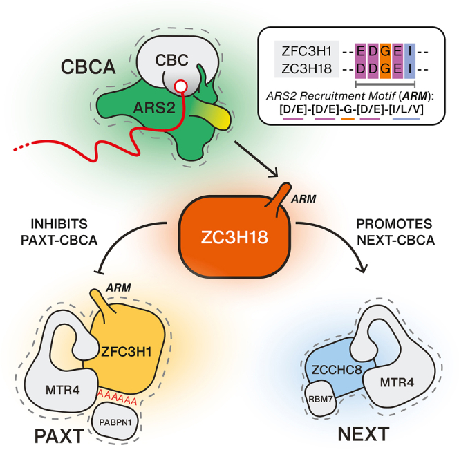 PMC10720265 – undfig1