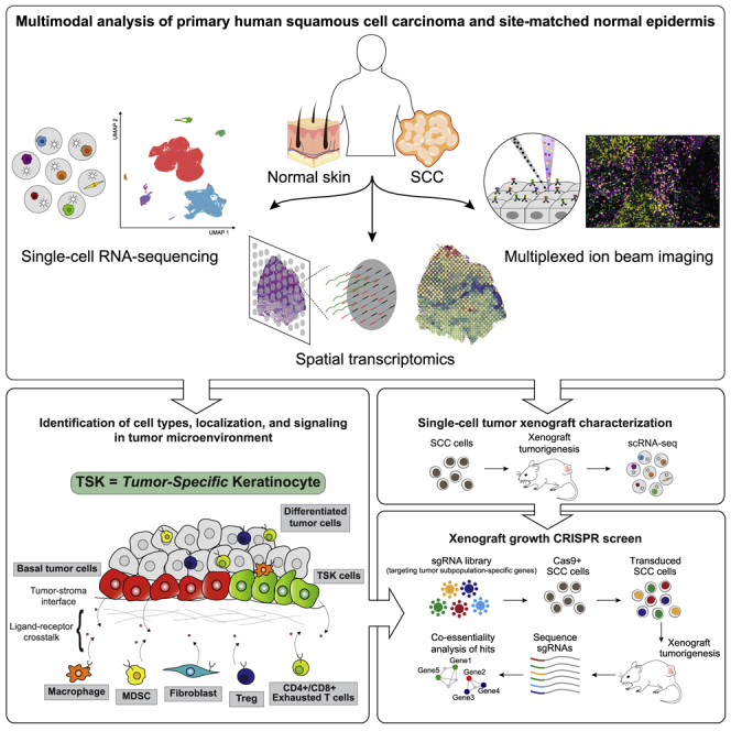 PMC7391009 – undfig1
