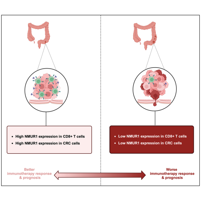 PMC11269305 – undfig1