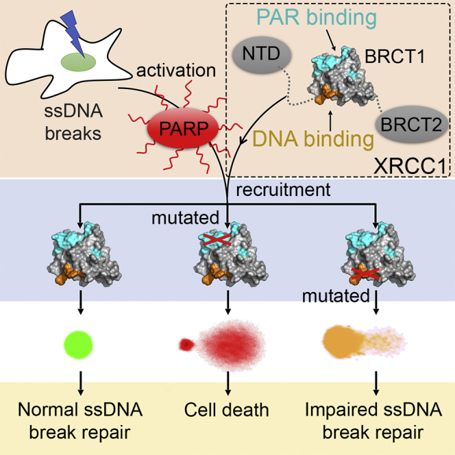 PMC6334254 – undfig1