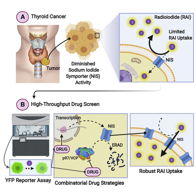 PMC8958605 – undfig1