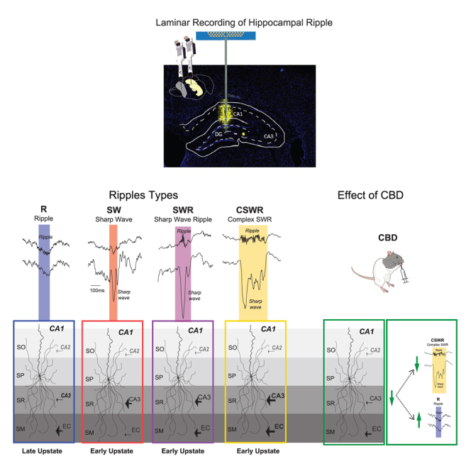 PMC11834075 – undfig1