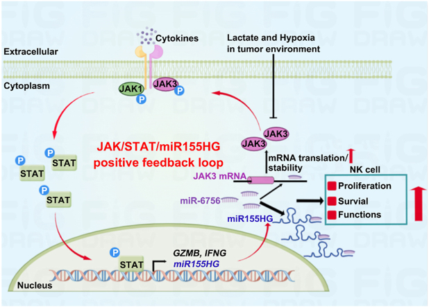 PMC12138116 – undfig1