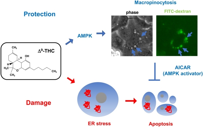 PMC8131391 – fig0030