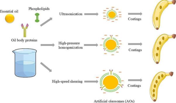 PMC12166704 – f0055