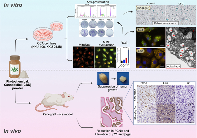 PMC11752120 – undfig1