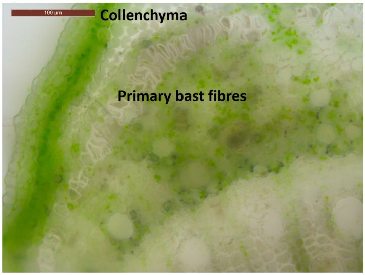 PMC5748681 – genes-08-00363-f001