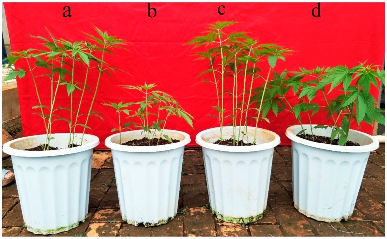 PMC6562531 – genes-10-00396-f001