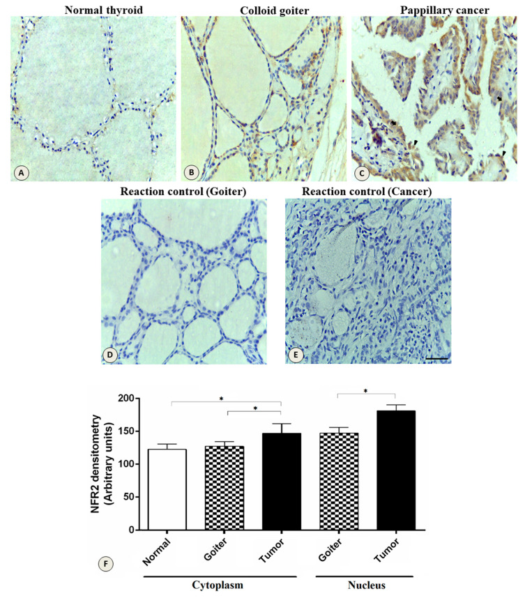 PMC7563674 – genes-11-00954-f004