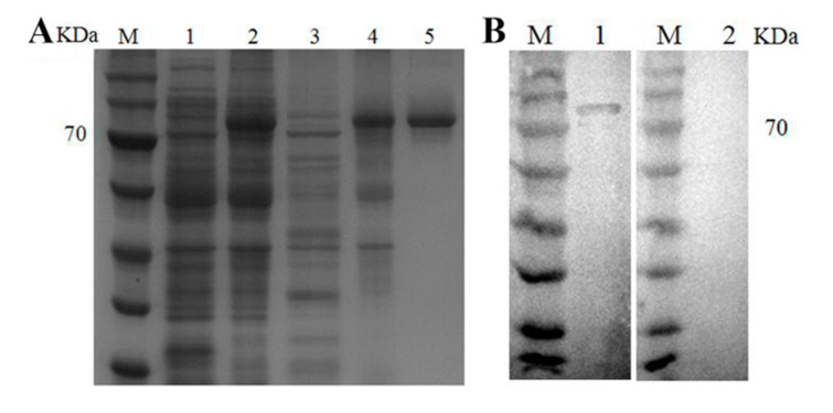 PMC7564309 – genes-11-01077-f001