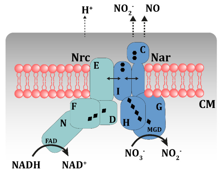 PMC7694296 – genes-11-01308-f004