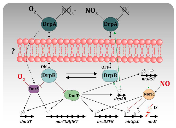 PMC7694296 – genes-11-01308-f005